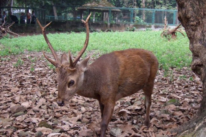Deer kul Deer kul